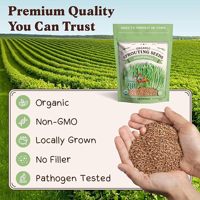 Seedboy Organic Wheatgrass Seeds – Hard Red Spring, Non-GMO, USA Grown Microgreens & Sprouting Seeds – 8 oz Bag Yields 8 Quarts (Hard Red Spring Wheatgrass)