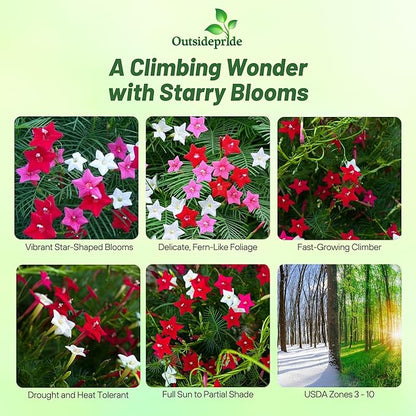 Outsidepride Mixed Cypress Vine Seeds - 100 Pcs Annual Flower Seeds with Nectar-Rich, Star-Shaped Flowers & Feathery, Fern-Like Leaves for Fences, Trellises, Pergolas & Vertical Gardens
