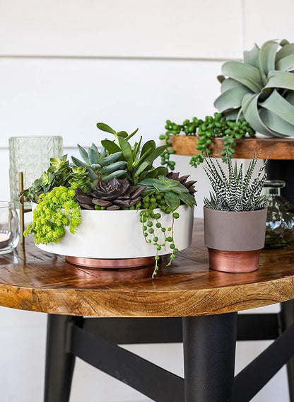 The HC Companies 8 Inch Round Plastic Succulent Capri Bowl Decorative Indoor Flower Succulent Planter Pot with Drain Plug Hole, Faux Concrete Color (2 Pack)