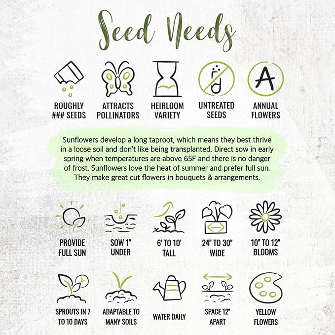 Seed Needs Sunflower Seeds to Plant 600+ Mammoth Grey Stripe Seeds | Heirloom Seed Helianthus Annuus Non GMO Large Resealable Pouch | Bulk Tall Growing Sun Flowers