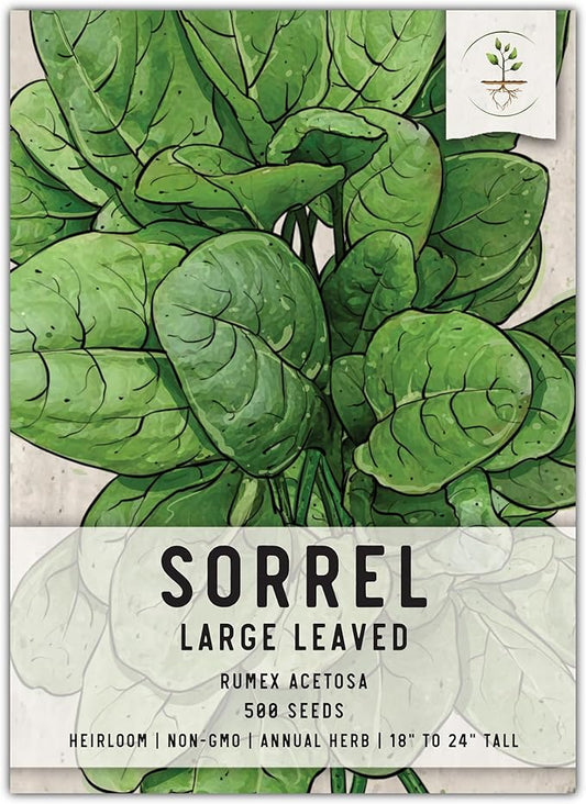 Seed Needs Large Leaf Sorrel Seeds for Planting - Heirloom Non-GMO & Untreated Medicinal or Culinary Herb - Grow a Home Grown Outdoor Garden (1 Pack)