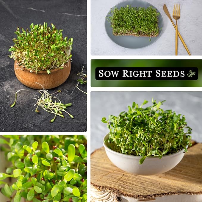 Sow Right Seeds - Bulk Alfalfa Seeds for Planting - 1 Ounce, 11000 Seeds - Non-GMO Heirloom Jumbo Pack with Instructions to Plant a Home Herb Garden - Grow Loads of Alfalfa Microgreens