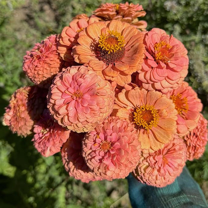 Plant Good Seed Organic Oklahoma Salmon Zinnia Seeds for Planting: Medium Double/Semidouble Flowers, Pink Orange Blossoms - 100 Seed Packet