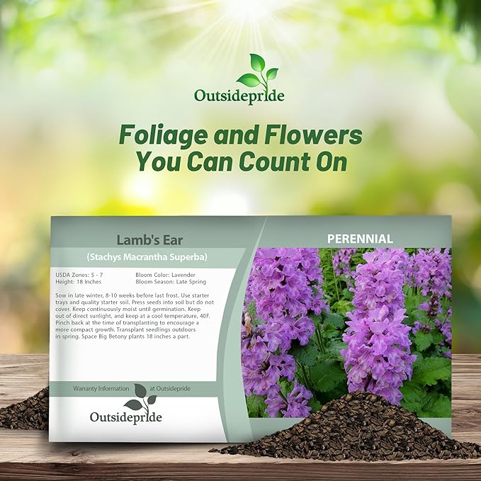 Outsidepride Stachys Macrantha Lamb's Ear Seeds - 100 Pcs Perennial Flower Seeds for Planting Velvet-Textured Bright Green Foliage & Vibrant Blooms for Ground Cover & Pollinator Gardens