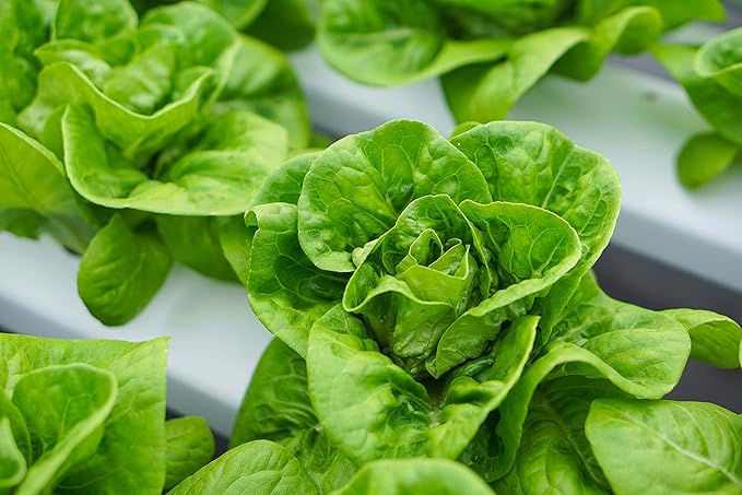 Lettuce Seeds for Planting Variety Pack - 5 Types of Lettuce - Buttercrunch, Parris Island Cos, Oakleaf, Little Gem, and Iceberg