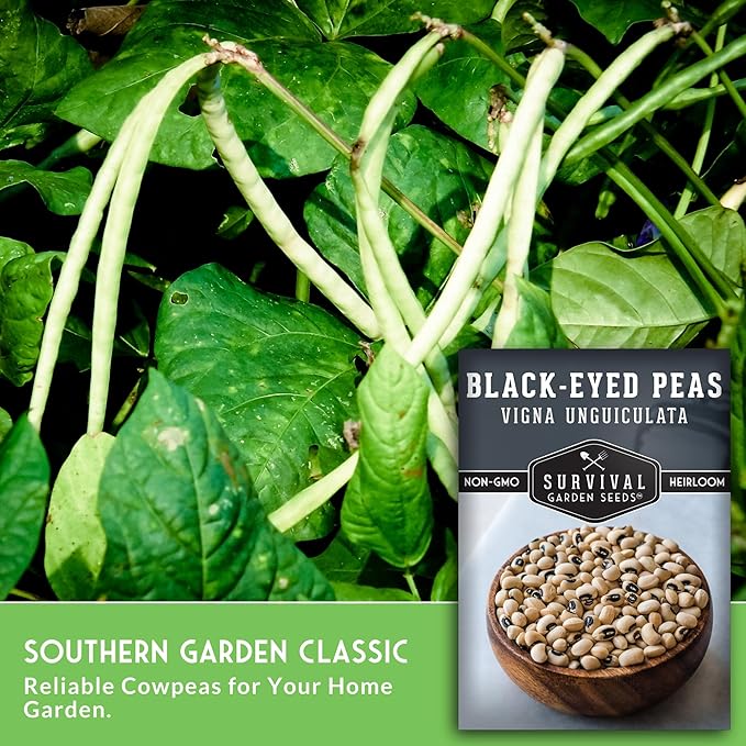 Black Eyed Pea Seeds for Planting - Heirloom Non-GMO Cowpea Variety - Drought Tolerant, High-Yield Southern Field Peas for Home Gardens and Food Independence - Survival Garden Seeds (5 Pack)