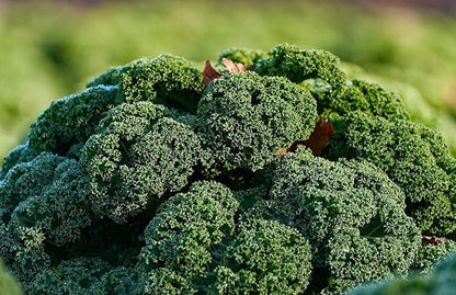 Seeds Kale Bush Dinosaur Giant Cabbage Non GMO Vegetable for Planting