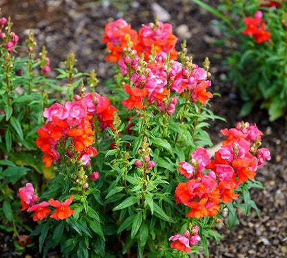 Snapdragon Flower Seeds Mixed - 2000Pcs Mix Snapdragon Flower Seeds for Planting Outdoor Snapdragon Flower Home Garden Balcony Multicolor Flowers Seeds