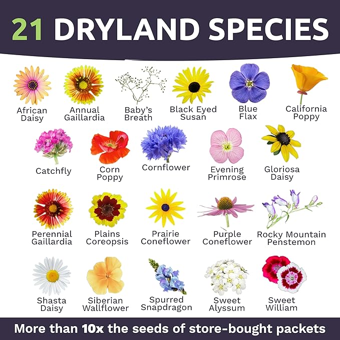 Drought Tolerant Wildflowers Mix – Bulk 1 Pound Bag – Over 120,000 Open Pollinated Non-GMO Seeds – 21 Different Dryland Species