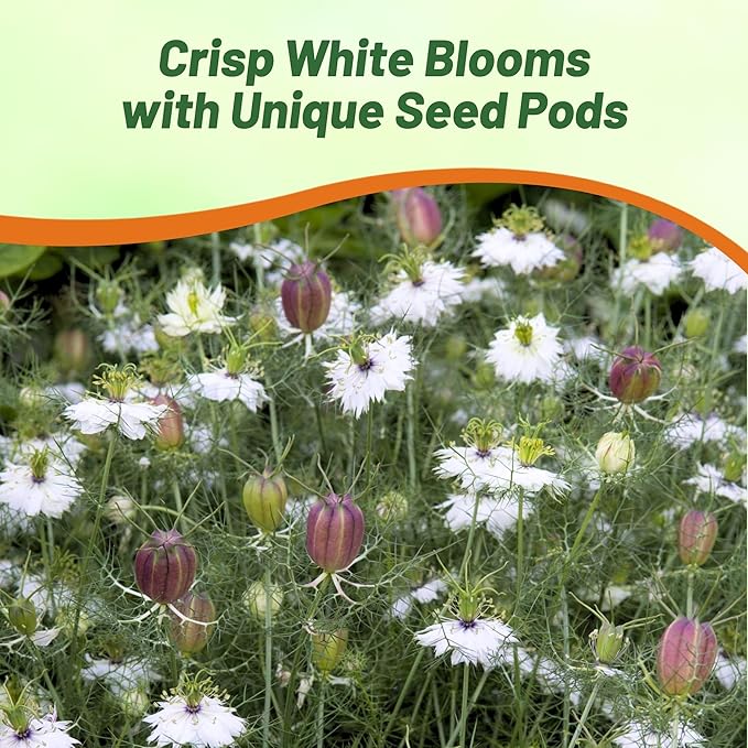 Outsidepride Jewels Marbles Nigella Seeds - 1000 Pcs Annual Flower Seeds for Planting with Vibrant Blooms & Lacy, Fern-Like Foliage, Attractive Cut Flower for Small Garden Spaces & Floral Arrangements