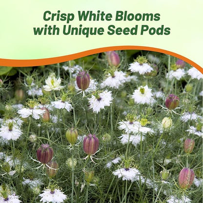 Outsidepride Jewels Marbles Nigella Seeds - 2000 Pcs Annual Flower Seeds for Planting with Vibrant Blooms & Lacy, Fern-Like Foliage, Attractive Cut Flower for Small Garden Spaces & Floral Arrangements