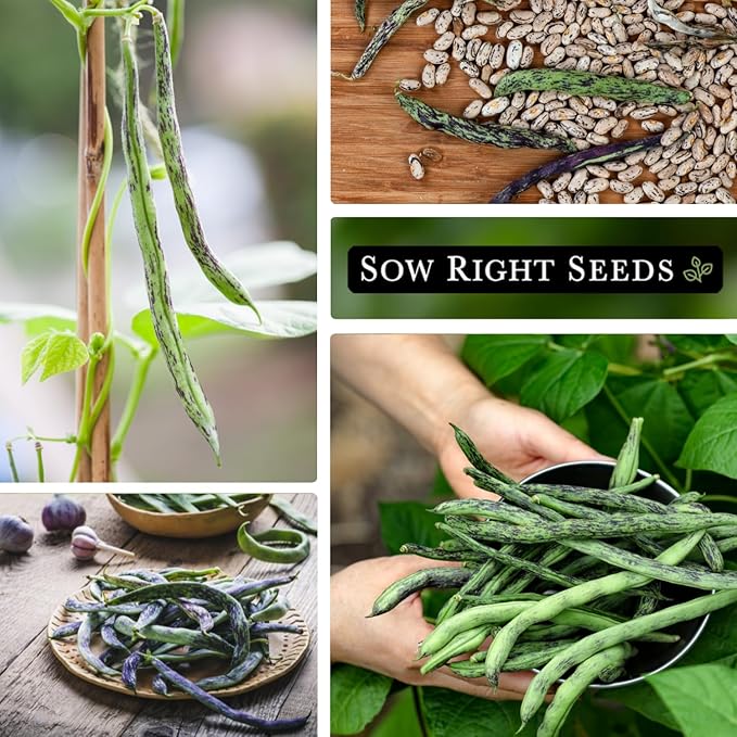 Sow Right Seeds - Bulk Rattlesnake Pole Bean Seeds for Planting - 2 Ounce, 170 Seeds - Non-GMO Heirloom Jumbo Pack with Instructions to Plant an Outdoor Home Vegetable Garden - Purple Streaked Beans