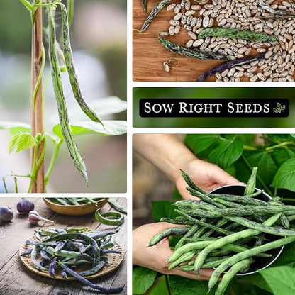 Sow Right Seeds - Bulk Rattlesnake Pole Bean Seeds for Planting - 2 Ounce, 170 Seeds - Non-GMO Heirloom Jumbo Pack with Instructions to Plant an Outdoor Home Vegetable Garden - Purple Streaked Beans