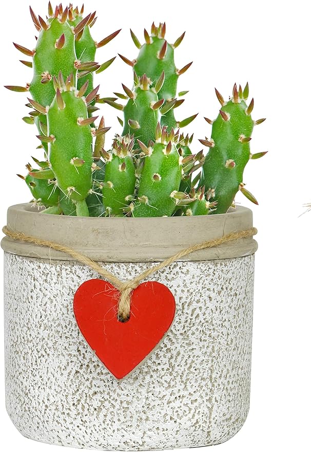 Classic Home and Garden 210029P-396 Heart Pot Planter, Small, Whitewash