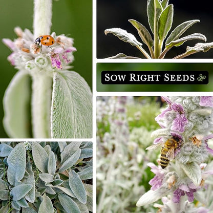 Sow Right Seeds - Lambs Ear Seeds for Planting - Non-GMO Heirloom Packet with Instructions to Grow an Outdoor Flower Garden - Wooly Silver Leaves, Perennial Foliage - Stachys for Rock Gardens (4)
