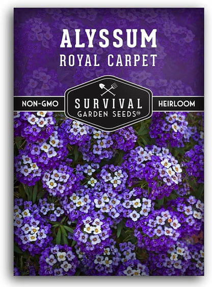 Alyssum Seeds for Planting - Sweet Royal Carpet Purple Alyssum - Fragrant Perennial Flower & Ground Cover - Heirloom Non-GMO - Survival Garden Seeds (1 Pack)