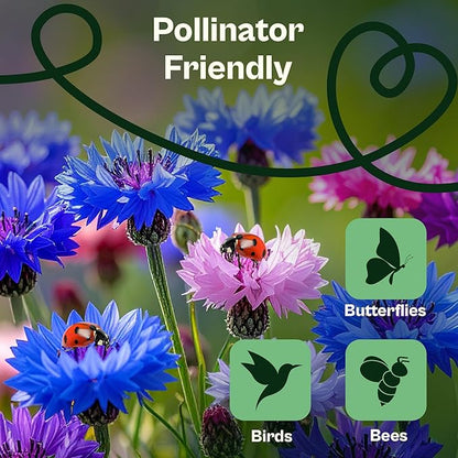 SVI 800 Bachelor Button Seeds for Planting (Centaurea cyanus) – Cornflower, Wildflower Mix Seed Packets – Heirloom Flower Seeds to Plant Outside in Garden, Borders, and Containers