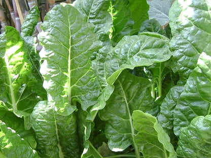 4800 Organic Bloomsdale Long Standing Spinach Seeds Heirloom Non GMO 2 Ounces of Seeds Garden Vegetable Bulk Survival Microgreens Sprouts Baby Greens