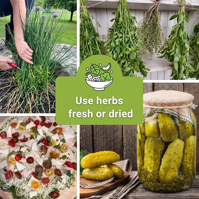Sow Right Seeds - 5 Herb Seed Collection for Planting - Genovese Basil, Chives, Cilantro, Italian Parsley, and Dill to Plant and Grow a Home Vegetable Garden - Fresh Assortment Herbal Variety Pack