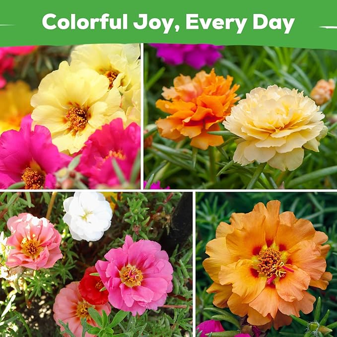 24,000+ Moss Rose Seeds for Planting Annual Flower for Ground Cover, Non-GMO Heirloom Variety, Easy to Grow, Seeds for Planting Outdoors Garden Containers