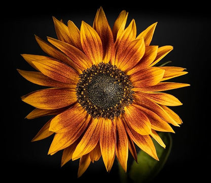 Seed Packets for Planting Red Sun Sunflowers in Home Outdoor Garden - Heirloom Non-GMO Flower Seed Packets