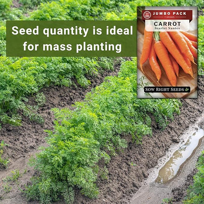 Sow Right Seeds - Bulk Scarlet Nantes Carrot Seed for Planting - 7 Grams, 4000 Seeds - Non-GMO Heirloom Jumbo Pack with Instructions to Plant a Home Vegetable Garden - Enjoy a Bountiful Harvest