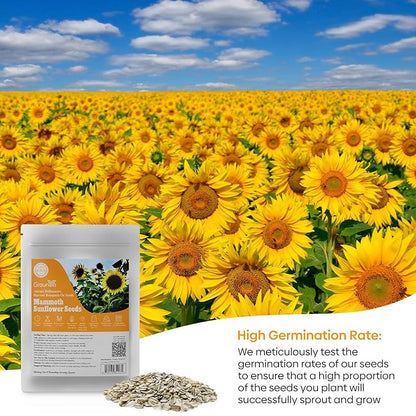 Mammoth Sunflower Seeds to Plant, 1 Ounce Packet 300+ Seeds, 6-12 FT Giant Sunflower, Non-GMO | Heirloom | High Germination, Grown in The USA
