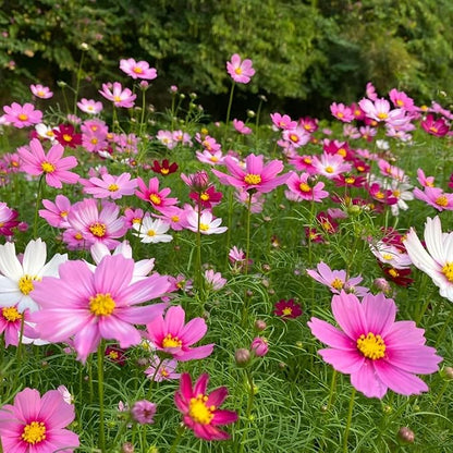 200 PCS Seeds Mixed Colors, Non-GMO Open Pollinated,Annual Flower Seeds for Garden, Pots, Landscaping, High Germination Rate