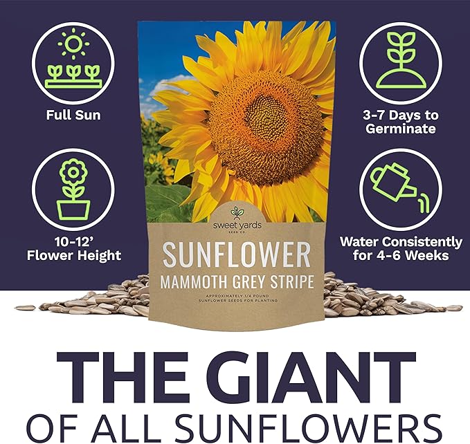 Mammoth Grey Stripe Sunflower Seeds for Planting – Bulk Quarter Pound Bag – Over 1,000 Open Pollinated Non-GMO Seeds – Helianthus annus