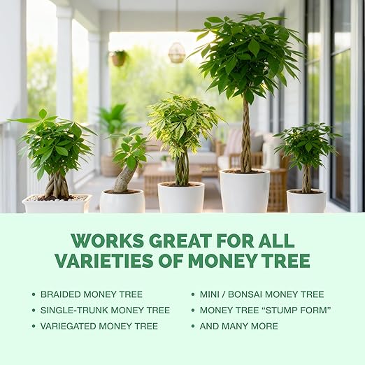 Money Tree Fertilizer for Money Trees and All Pachira Plants, Liquid Plant Food, 32 oz (1 Quart)