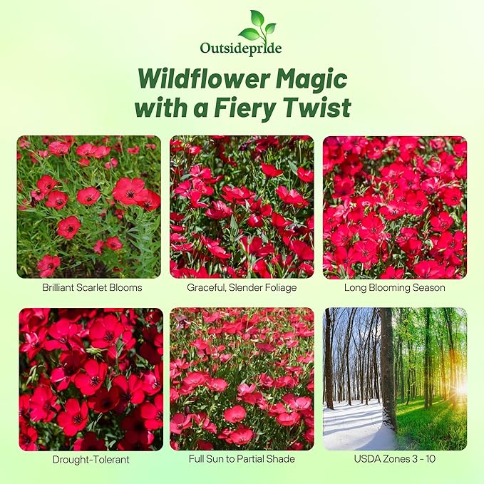 Outsidepride Scarlet Flax Seeds - 5000 Pcs Annual Flower Seeds for Planting, Self-Seeding, Drought-Tolerant w/Compact Growth, for Small Gardens, Meadows, Borders, or Mass Plantings