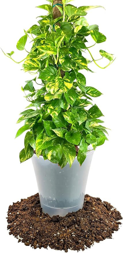 GARDENERA Air-Purifying Plant Potting Mix - 4 Quart - Potting Soil for Pothos, Parlor Palm, and Peace Lily - Made with Natural and Organic Ingredients