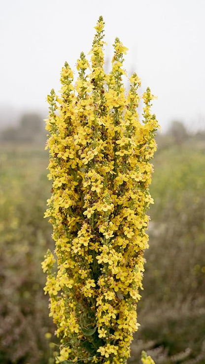 Plant Good Seed Organic Dense Flowered Mullein Seeds - Pack of 250, Heirloom Seeds for Planting Herbs, Flowers - Gardening Supplies, Wildflower, Herb Garden, Flower Seeds to Plant Outside - from USA