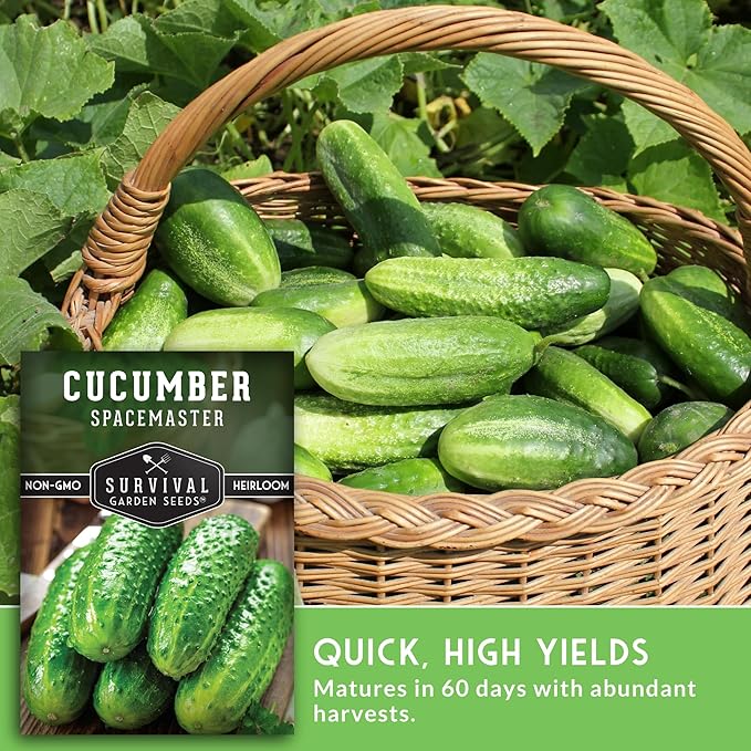 Spacemaster Cucumber Seeds for Planting | Compact Heirloom Non-GMO Variety for Small-Space Gardens – Survival Garden Seeds (3 Packs)