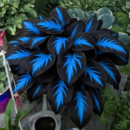 Hosta Seeds for Planting, 230+pcs Rare Perennial Hosta Flower Seeds, Non-GMO Heirloom Long Blooming Plants Shaded Entry Pathway Flowers for Garden Outdoors