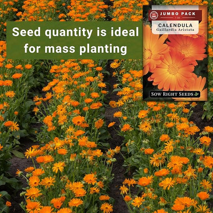 Sow Right Seeds - Bulk Ball’s Orange Calendula Seeds for Planting - 1 Ounce, 2800 Seeds - Non-GMO Heirloom Jumbo Pack with Instructions to Plant a Garden - Grow Loads of Orange Blooms for Pollinators
