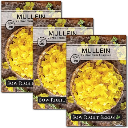 Sow Right Seeds - Mullein Seeds for Planting - Non-GMO Heirloom Variety - Ideal for Gardens, Landscaping, Medicinal Herbs - Easy to Grow - Indoor or Outdoor Growing - Herb Garden (3)