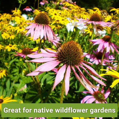 Sow Right Seeds - Perennial 5 Flower Garden Seed Collection for Planting - Russell Lupine, Black-Eyed Susan, Shasta Daisy, Purple Coneflower & Blue Columbine - Non-GMO Heirloom Packets Home Gardening