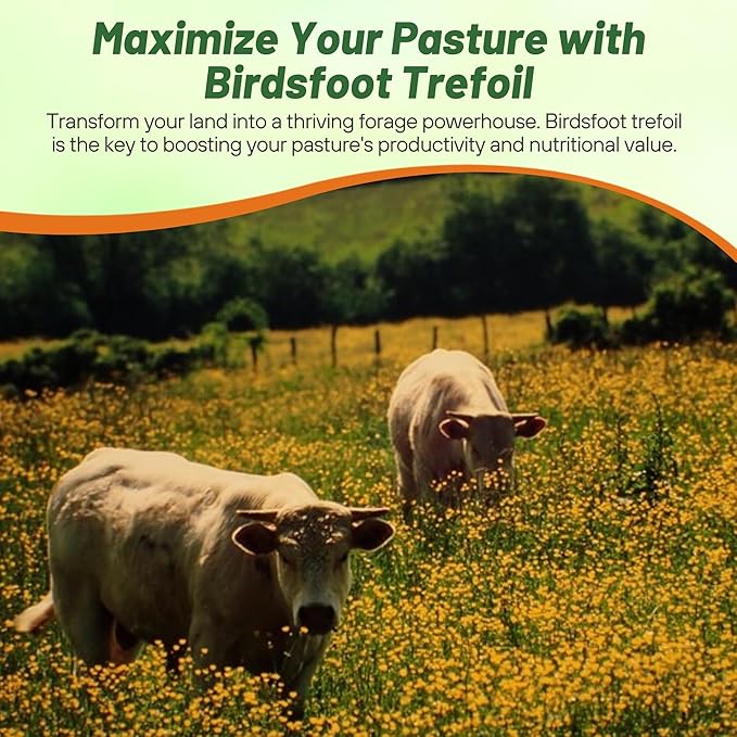 Outsidepride Perennial Birdsfoot Trefoil Seed - 10 lbs Nitrocoated, Inoculated, Winter Hardy, High Protein Forage Legume Seeds for Pasture, Hay, Silage Production & Livestock Grazing