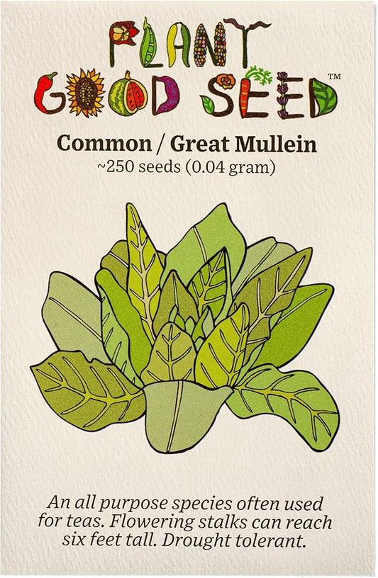 Plant Good Seed Organic Common Mullein Seeds for Planting: Medicinal Tea Herb, Yellow Flowers - 250 Seed Packet