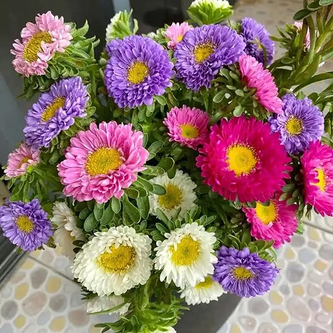 Chrysanthemum Flowers Seeds for Planting, 1000pcs Rare Perennial Tanacetum Chrysanthemum Morifolium Flower Seeds, Heirloom Non-GMO Home Garden Wildflower in Outdoors Indoors