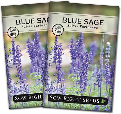 Sow Right Seeds - Blue Sage Wildflower Seed to Plant - Non-GMO Heirloom Seeds - Full Instructions for Planting and Growing Mealycup Sage or Salvia farinacea - Indoors or Outdoor - Gardening Gift (2)