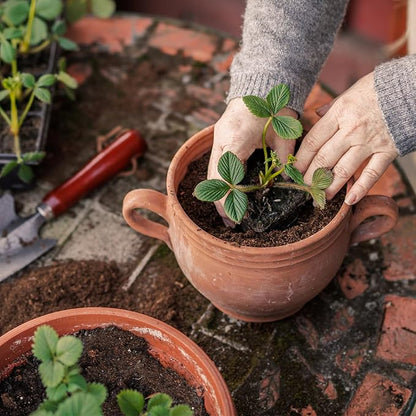 Organic Strawberry Soil Mix 10qt, Indoor Plants Potting Mix for All Potted Strawberry, Grow Healthy houseplants Indoors