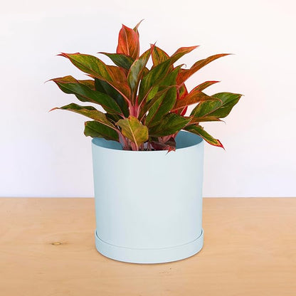 Bloem Mathers 10" Misty Blue Round Modern Resin Garden Planter Pot with Drainage Holes and Removable Saucer Tray Included