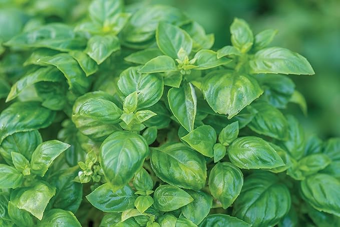 Burpee 55370A Pesto Party Basil Seeds