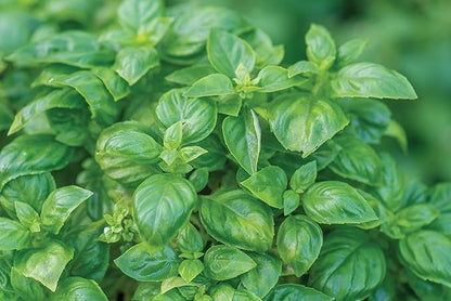 Burpee 55370A Pesto Party Basil Seeds