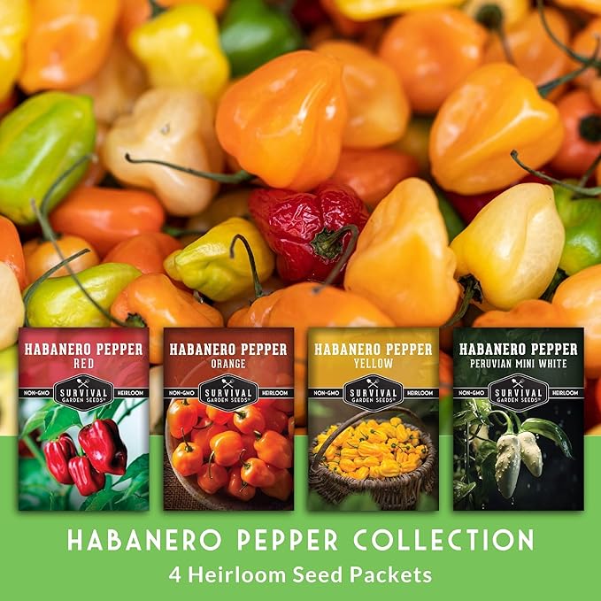 Habanero Pepper Seeds for Planting Variety Pack – 4 Varieties: Red, Orange, Yellow, & Mini White Extremely Hot Chili Peppers, Heirloom Non-GMO Open-Pollinated – Survival Garden Seeds