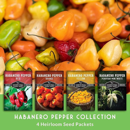 Habanero Pepper Seeds for Planting Variety Pack – 4 Varieties: Red, Orange, Yellow, & Mini White Extremely Hot Chili Peppers, Heirloom Non-GMO Open-Pollinated – Survival Garden Seeds