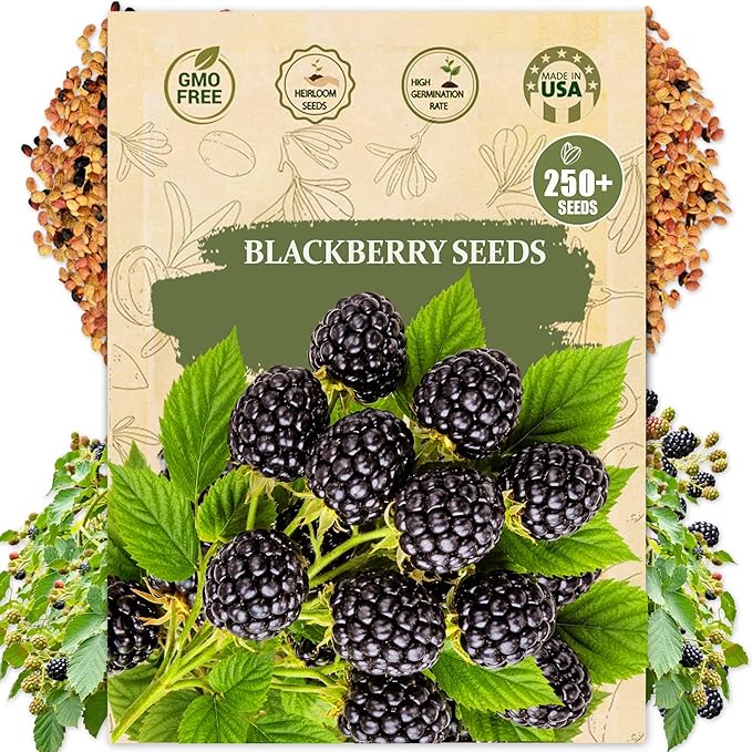 Premium BlackBerry Seeds for Planting - 250+ Heirloom, Non GMO Black Berry Seeds (Rubus) for Home Garden, Indoor/Outdoor Growing