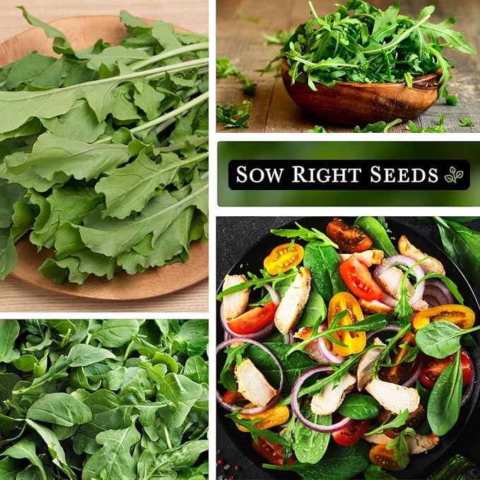 Sow Right Seeds - Arugula Seeds for Planting - Non-GMO Heirloom Seeds with Instructions to Plant a Home Vegetable Garden - Indoors, Hydroponics or Outdoors - Salad Greens - Grow Kitchen Herbs (4)